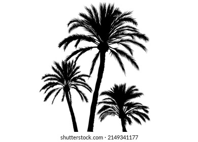 Tropical palms forest symbol. Palm trees isolated on a white background. Illustration. Vector. 