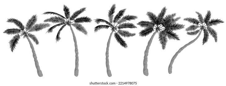 Tropical palms set. Trees silhouette, realistic flat drawing, trunk, leaves, different shapes. Icon template for banner, poster, flyer design. Vector illustration isolated on white background.