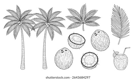 Tropical Paradise A Collection of Coconut Palms Leaves and Fruit Still Life