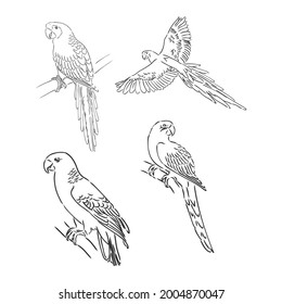 tropical parrot and bird head black and white vector outline