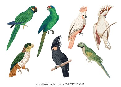 Tropical parrot clip art. Cockatoo, green bird set.	