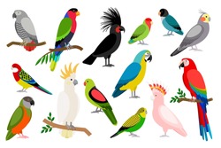 Тропический попугай с цветными перьями и крыльями. Векторные мультяшные попугаи изолированы на белом фоне.