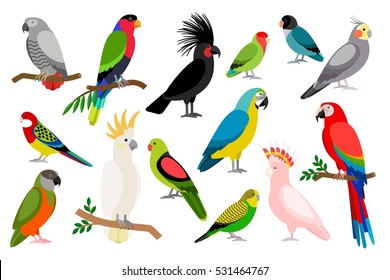 Tropical parrot set with colored feathers and wings. Vector cartoon parrots isolated on white background.