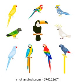 Tropical parrot set with colored feathers and wings. Vector cartoon parrots isolated on white background.