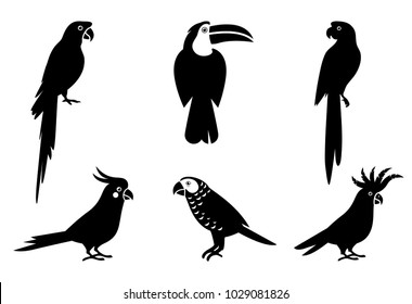 Tropical parrot set with feathers and wings. Black silhouette parrots, illustration of exotic bird parrot. Pet birds collection.