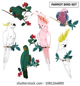 Tropical parrots collection fronm exotic forest. Vector isolated elements on the white background.