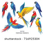 Tropical parrots collection. Vector design isolated elements on the white background.