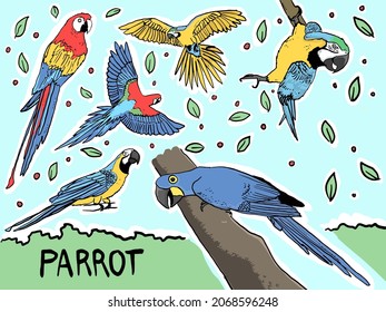 Tropical parrots collection. Vector isolated elements