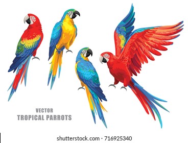 Коллекция тропических попугаев. Векторные изолированные элементы на белом фоне.