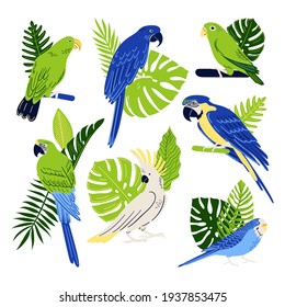 Tropical parrots set. Collection of birds: Macaw, Cockatoo, Budgerigar,  etc. Vector exotic leaves, monstera and fern. Cartoon illustration 