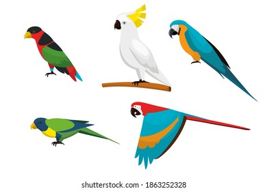 tropical parrots set vector color