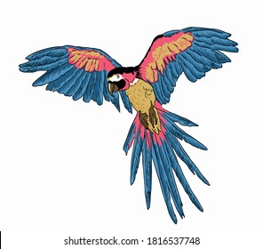 Tropical parrots. Vector isolated element on the white background.