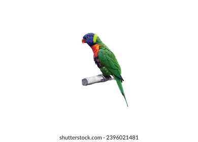 Tropical parrots. Vector isolated elements on the white background