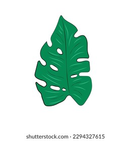 Tropical Plant Banana Leaf Large Leaf Summer
