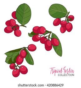 Tropical plant Carissa. Vector illustration.