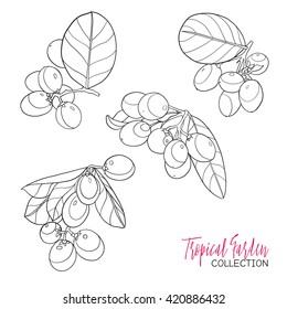 Tropical plant Carissa. Vector illustration.