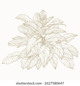 Tropical plant clip art. Hand drawn isolated element for design. Botanical illustration in line art style.