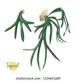 Tropical plant.  Colored vector illustration in botanical style.  Isolated on white background.
