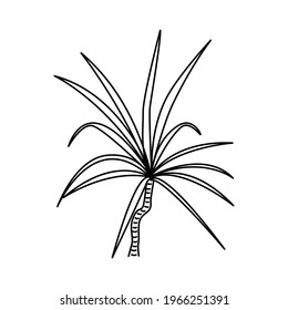 Tropical Plant in doodle style. Vector hand drawn black line design elements on white background. Exotic summer botanical illustrations. Houseplant illustration isolated for organic design.