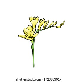 tropical plant freesia inflorescence on the stem