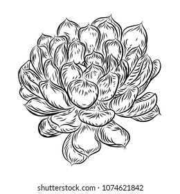 Tropical plant, hand drawing, cactus flower guzmania, echeveria, succulent. Vector.