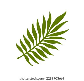 Icono de planta tropical. Pegatina colorida con hojas verdes de un árbol exótico. Hierro orgánico o rama de palma. Naturaleza y medio ambiente. Dibujo vectorial plano de dibujos animados aislado en fondo blanco