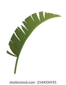 Tropical plant icon. Large curved palm leaf with uneven edge and stripes. Side view. Environment and nature. Organic design element. Cartoon gradient vector illustration isolated on white background