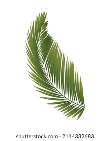 Tropical plant icon. Lush realistic palm or green fern leaf. Exotic flower. Design element for banners. Environment and nature. Cartoon gradient vector illustration isolated on white background