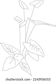 Tropical plant illustration. 
Hand drawn line art vector plant. 