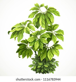 Tropical plant with large leaves braided with green foliage in undergrowth object isolated on white background