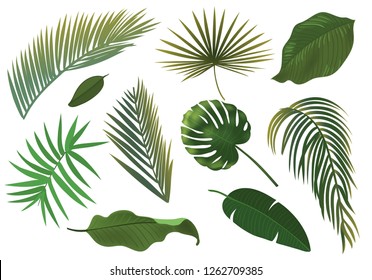 Tropical Plant Leaf Set. Realistic palm leaves.
