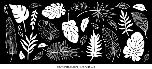 Tropical plant leaf set.Botanical floral element background.Design for home decor, fabric, carpet, wrapping. Vector illustration.

