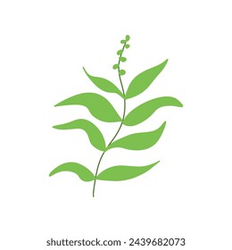 Tropical plant leaf vector illustration isolated on white background