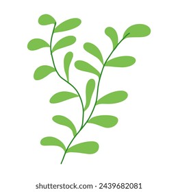 Tropical plant leaf vector illustration isolated on white background