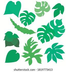 A tropical plant leaves and foliage