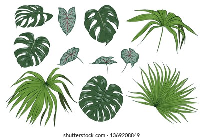 Tropical plant leaves, set, vector illustration