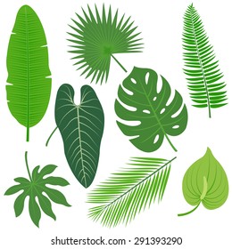 Tropical plant leaves. Vector illustration collection.