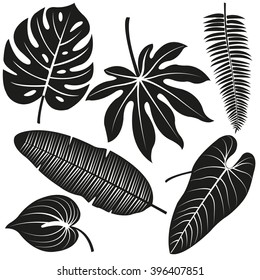 Tropical plant leaves. Vector silhouette collection.