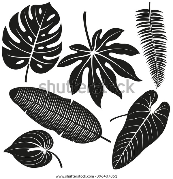 Tropical Plant Leaves Vector Silhouette Collection Stock Vector ...