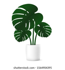 Tropical plant monstera for interior decor of home or office on white background. Vector illustration.
