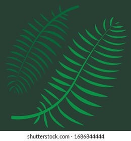 tropical plant monstera palm nature