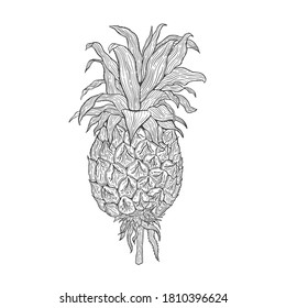 Tropical plant nature set.Line art hand drawn set. Palm tree jungle floral.Vector illustration.