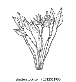 Tropical plant nature set.Line art hand drawn set. Palm tree jungle floral.Vector illustration.