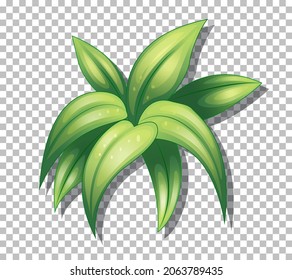 Tropical plant on transparent background illustration
