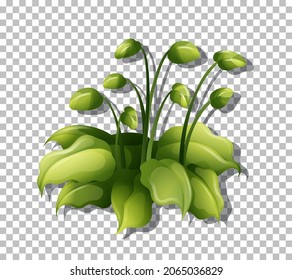 Tropical plant on transparent background illustration