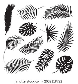 tropical plant palm leaves black and white vector illustration