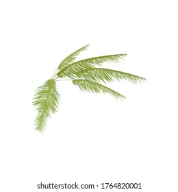 Tropical plant. Palm tree branch isolated on white background
