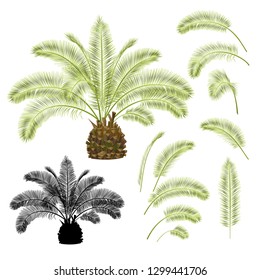 Tropical plant Palmae Phoenix canariensis date palm Arecaceae and leaves and silhouette on a white background vintage vector illustration  editable hand draw