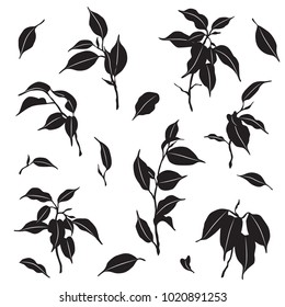 Tropical plant parts set. Silhouette of ficus Benjamina branches and leaves isolated on white. Monochrome vector flat illustration.