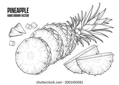 Tropical plant Pineapple Hand drawn Sketch vector Botanical illustrations